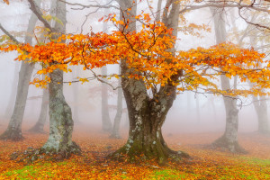 workshop autunno
